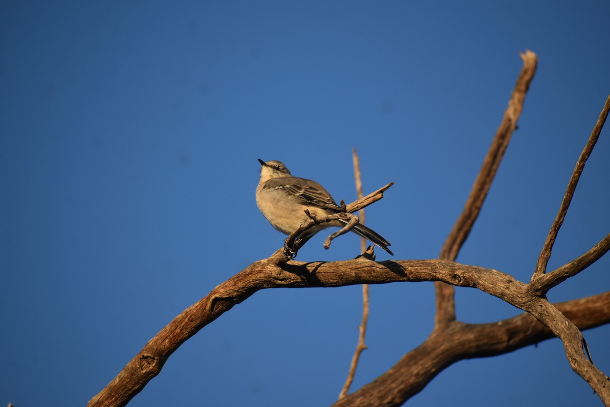 Northern Mockingbird - ML624030073