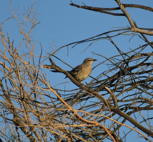 Northern Mockingbird - ML624030074