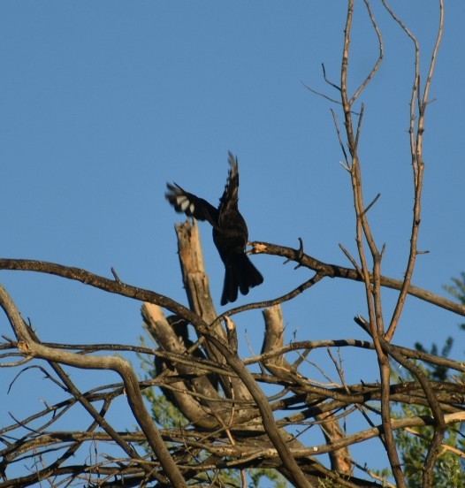 Phainopepla - Terry Miller