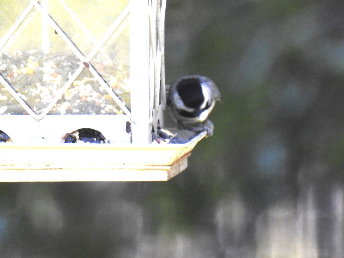 Carolina Chickadee - ML624030111