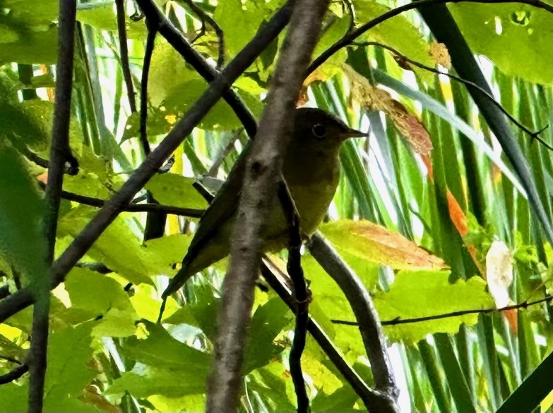 Connecticut Warbler - Ingrid Whitaker