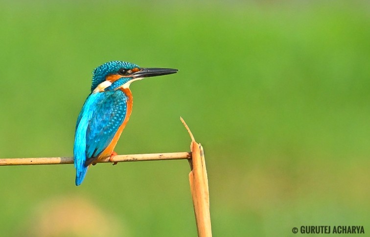 Common Kingfisher - ML624030121