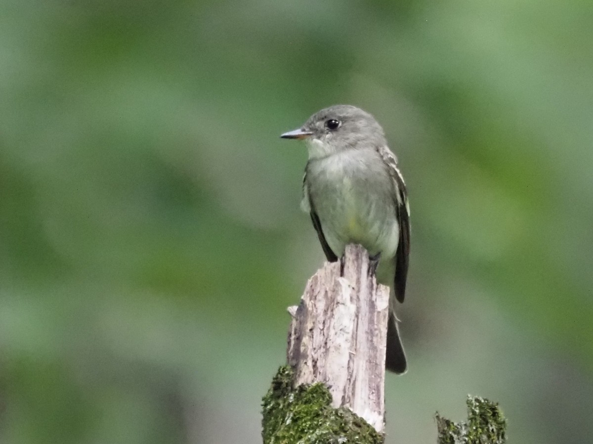 Eastern Wood-Pewee - Kirk LaGory