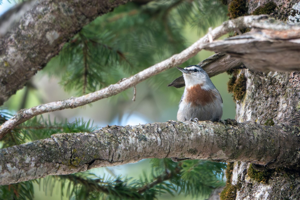 Krüper's Nuthatch - ML624030185