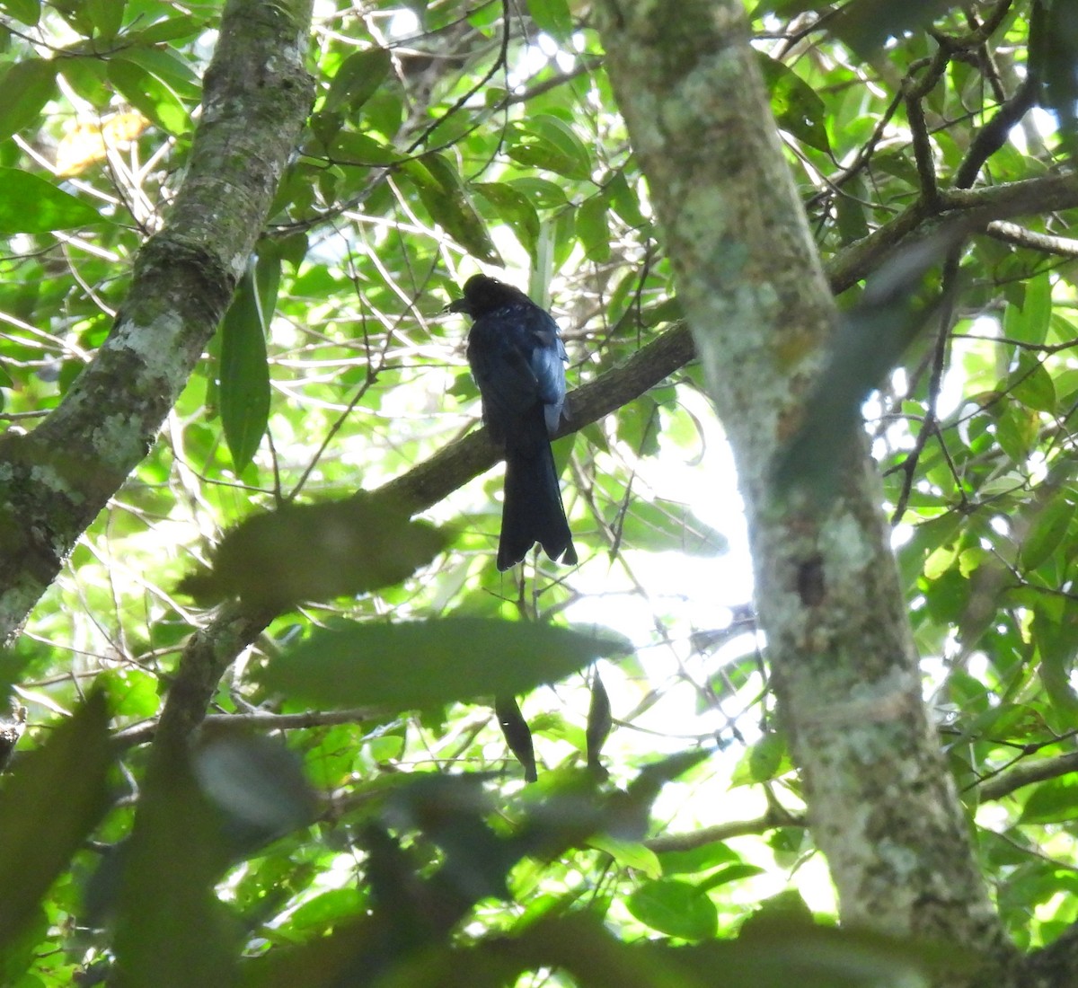 Greater Racket-tailed Drongo - ML624030207