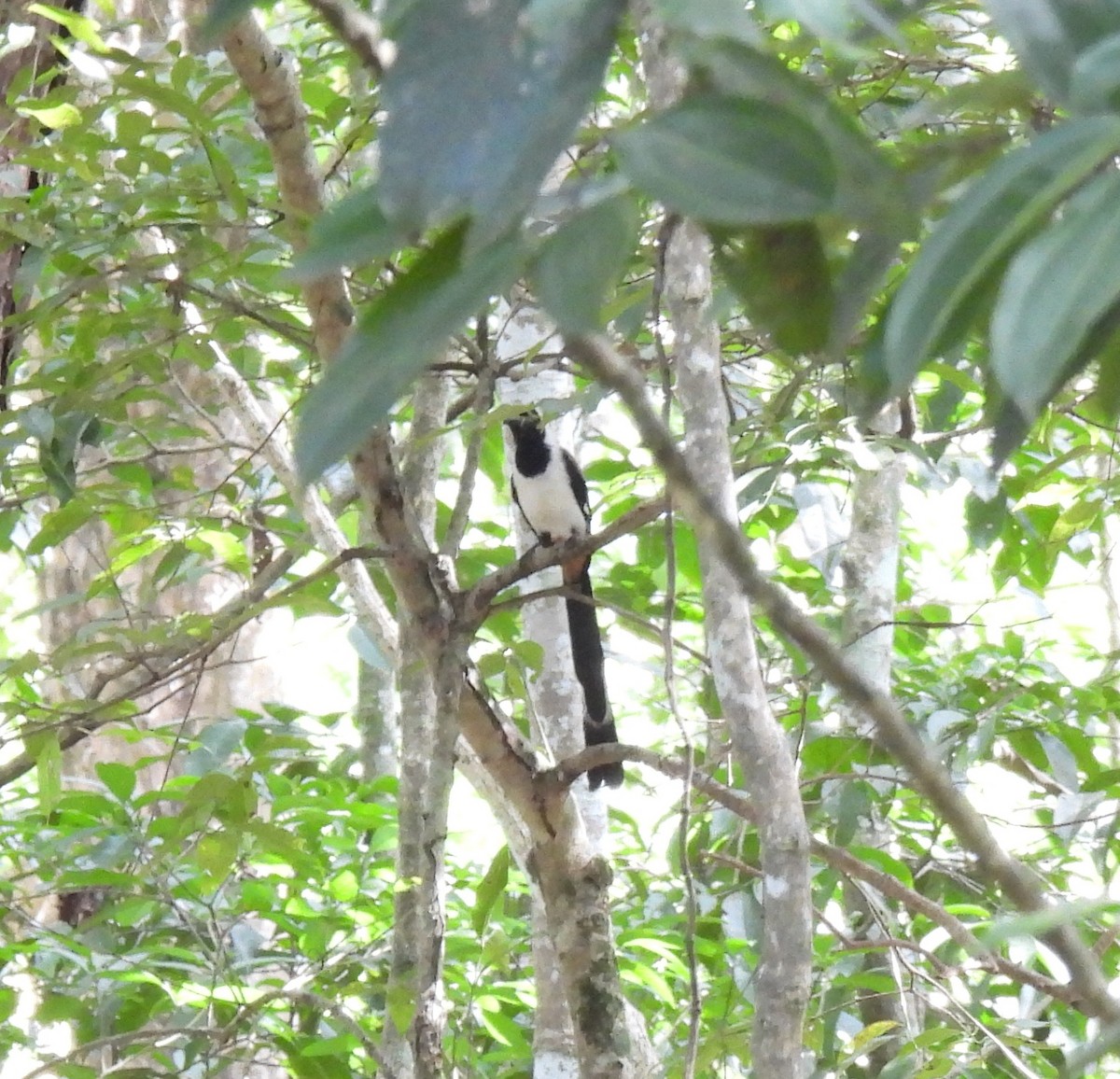 White-bellied Treepie - ML624030239