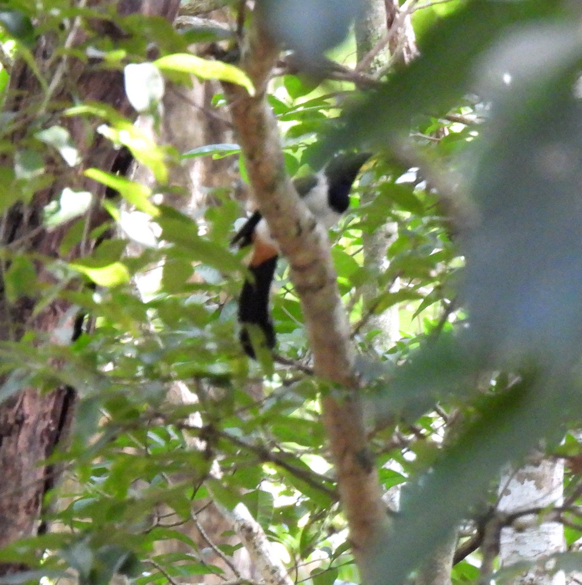 White-bellied Treepie - ML624030268