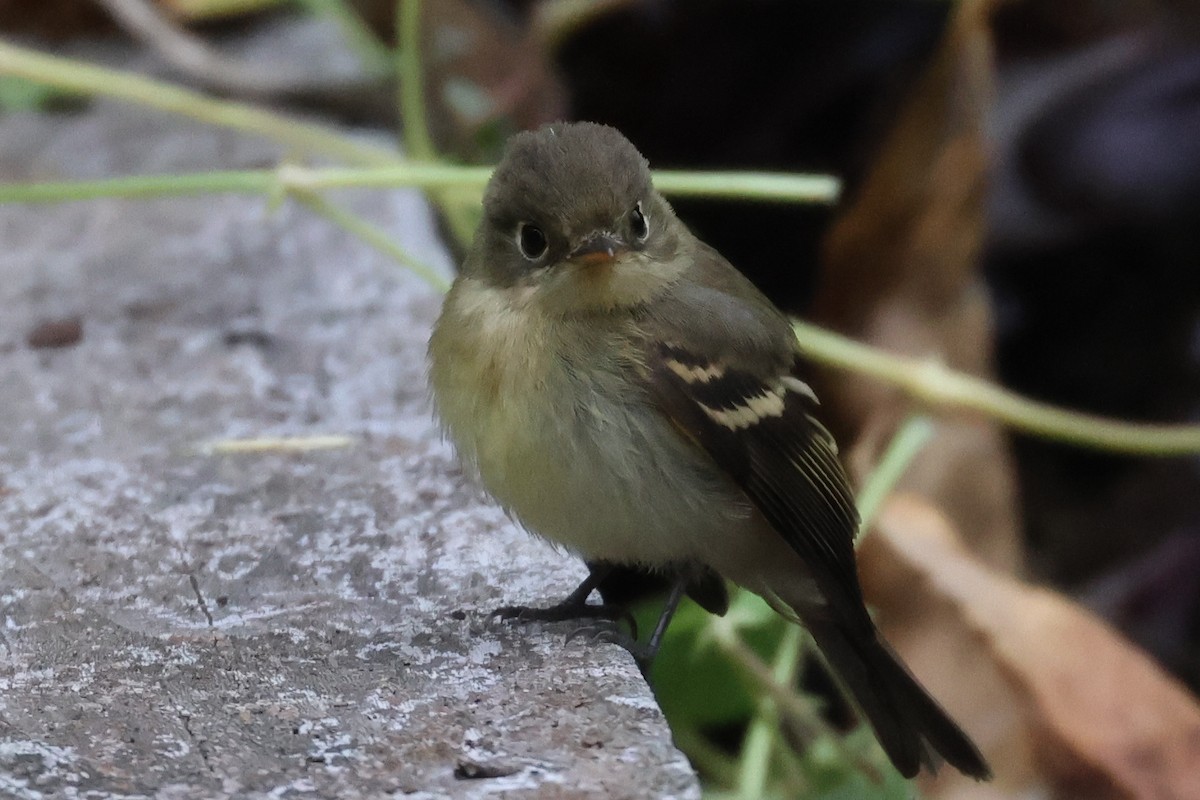 Empidonax sp. - ML624030282