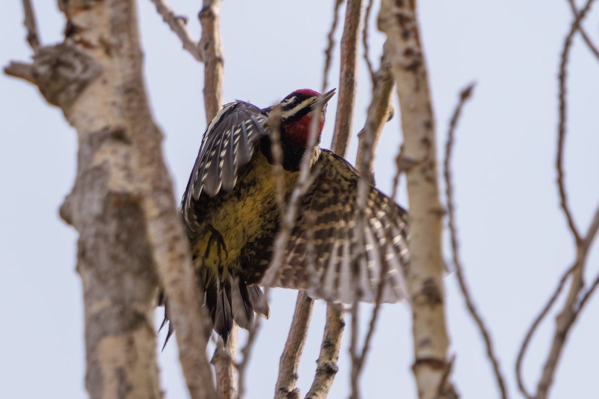 Red-naped Sapsucker - ML624030293