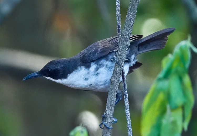 White-breasted Thrasher - ML624030298