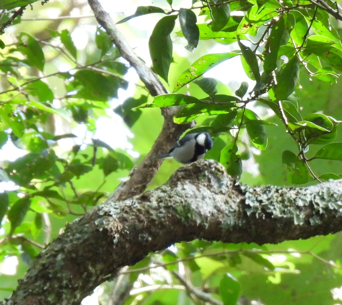 Cinereous Tit - ML624030306