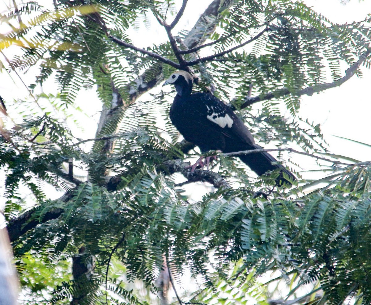 Blue-throated Piping-Guan - ML624030312