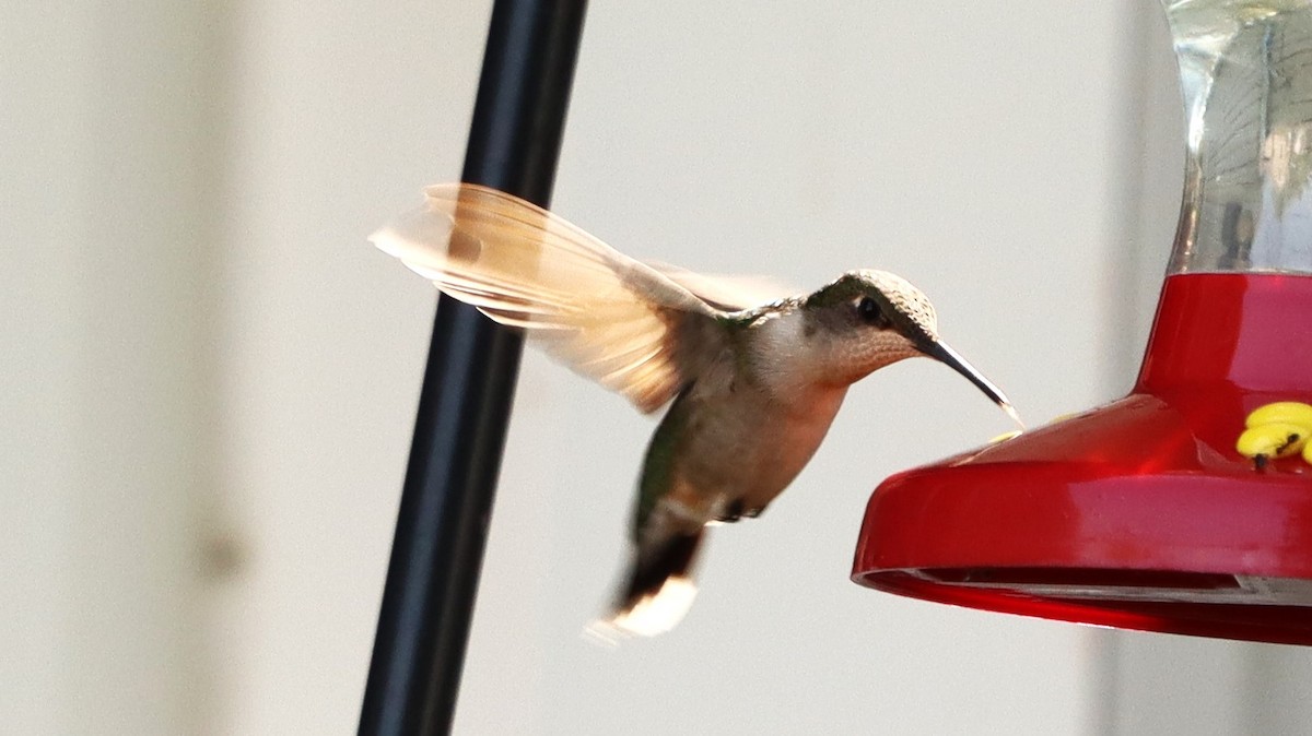 Colibrí Gorjirrubí - ML624030319