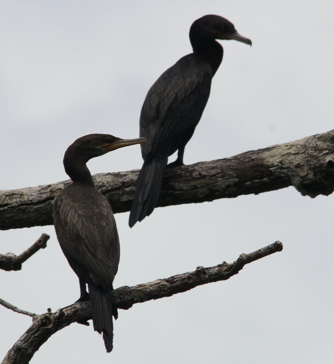 Neotropic Cormorant - ML624030322