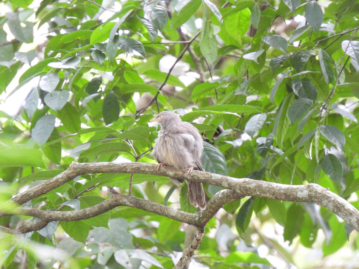 Jungle Babbler - ML624030329