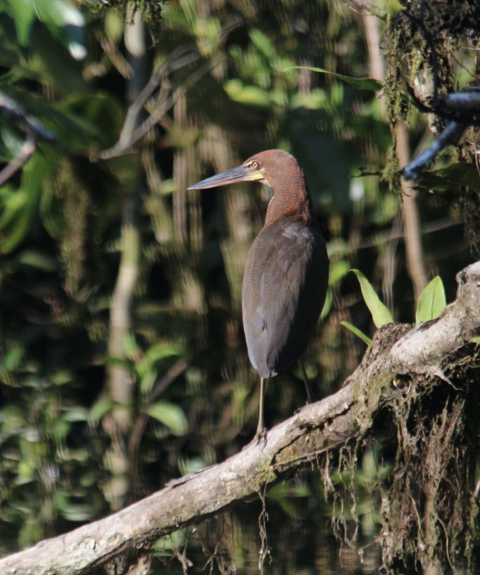 Rufescent Tiger-Heron - ML624030333