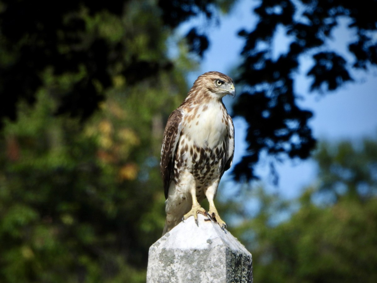 Red-tailed Hawk - ML624030335