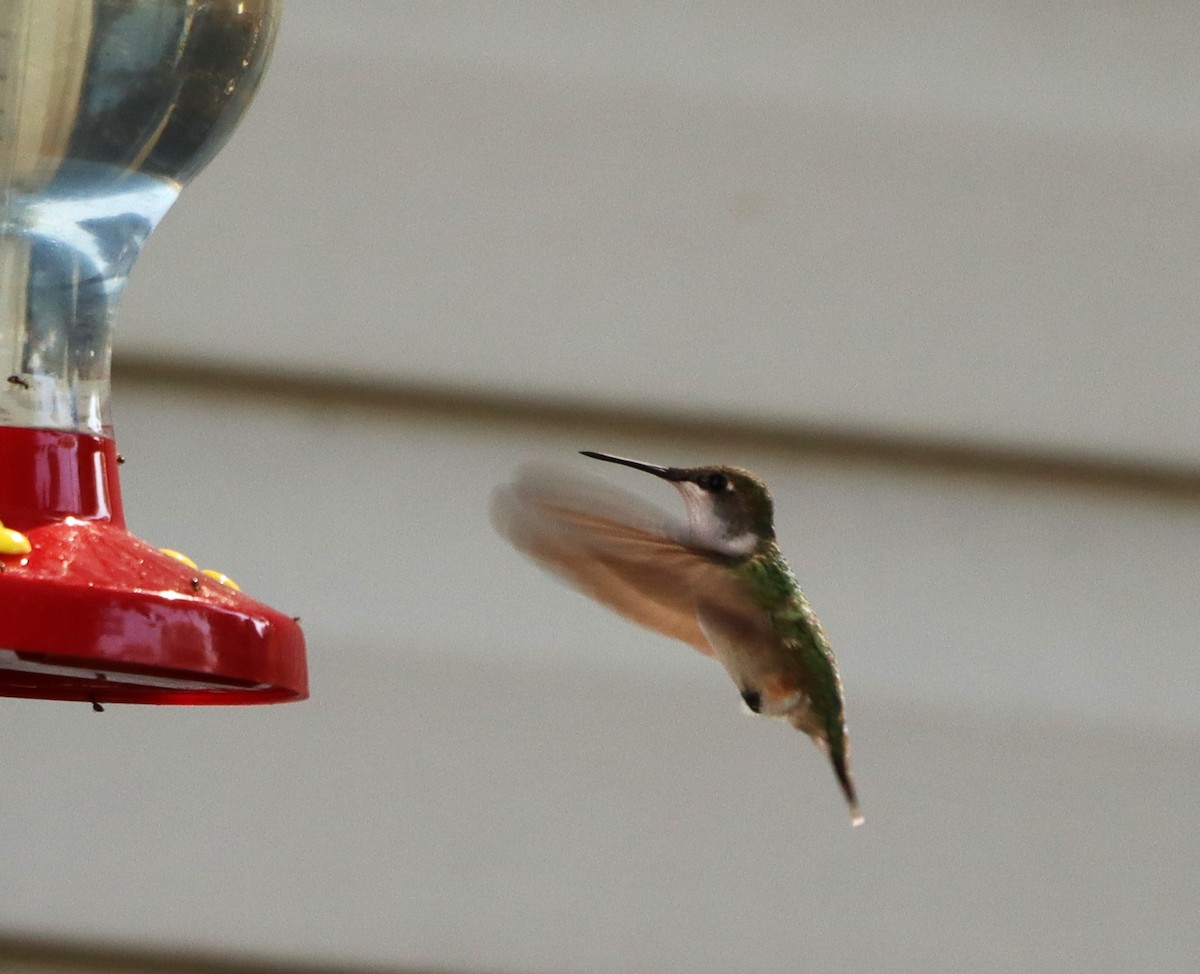 Colibrí Gorjirrubí - ML624030344