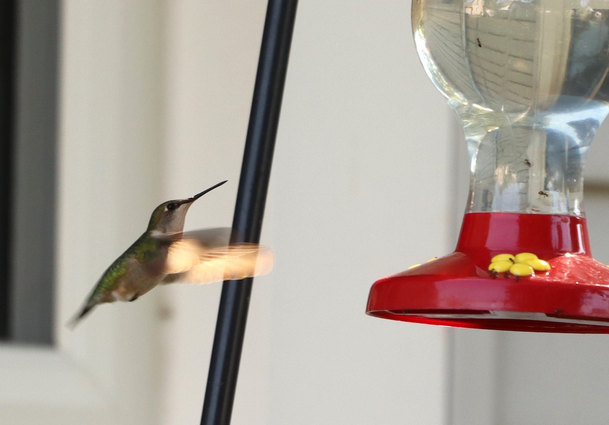 Ruby-throated Hummingbird - Charlotte Croshaw