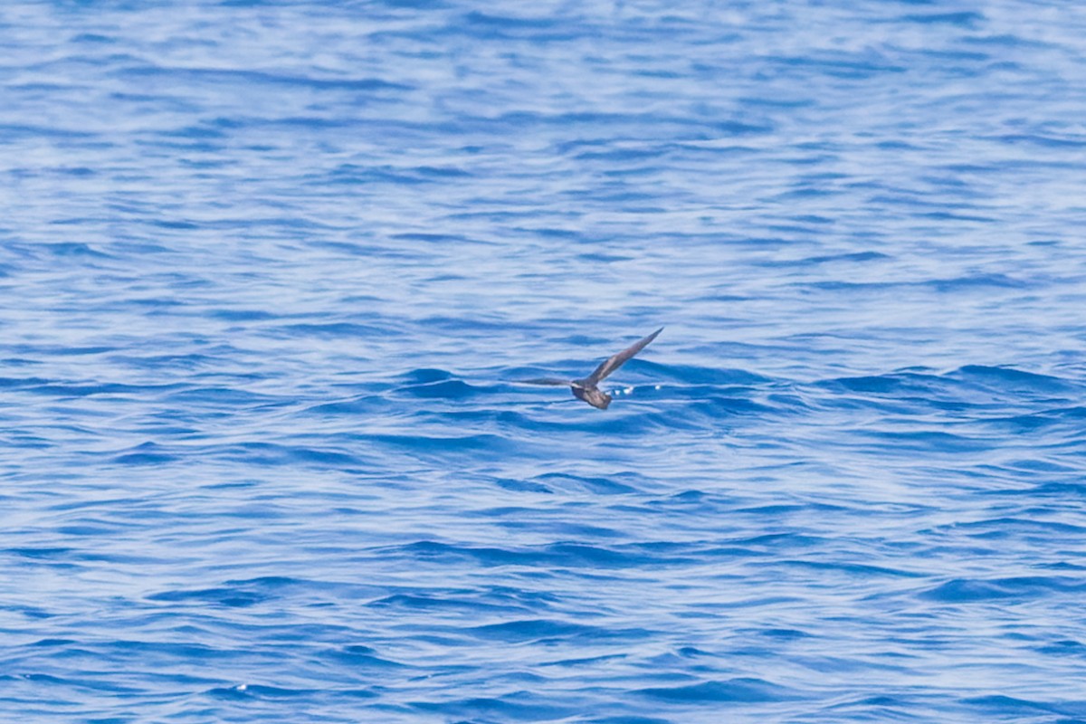 Least Storm-Petrel - ML624030363