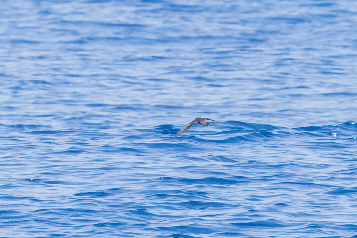 Least Storm-Petrel - Mike Andersen