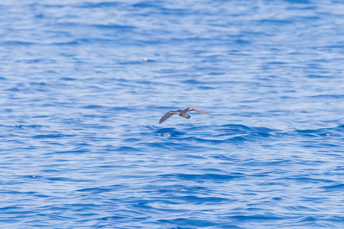 Least Storm-Petrel - ML624030366