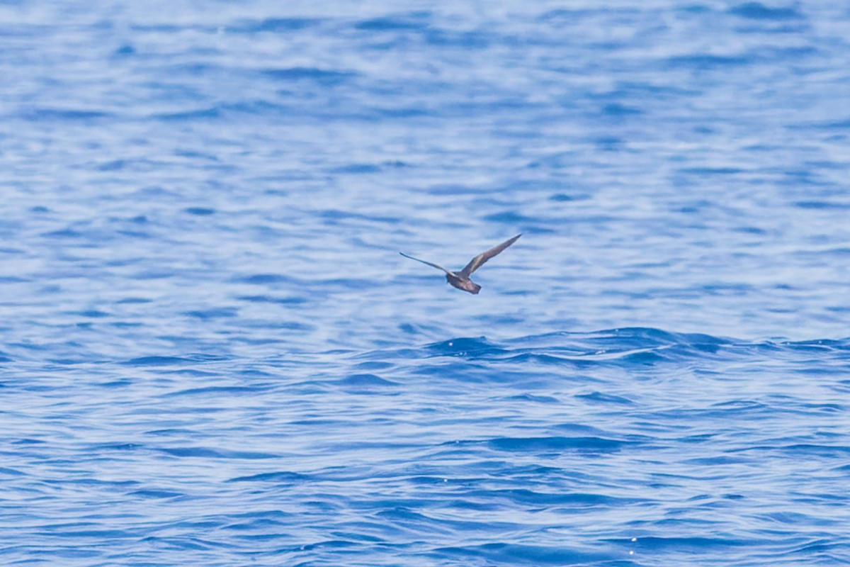 Least Storm-Petrel - ML624030367