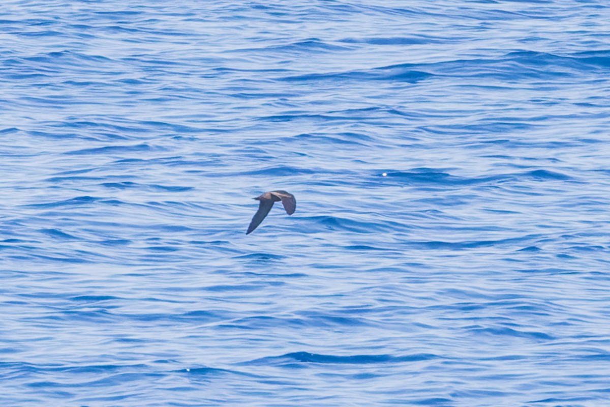 Least Storm-Petrel - ML624030368