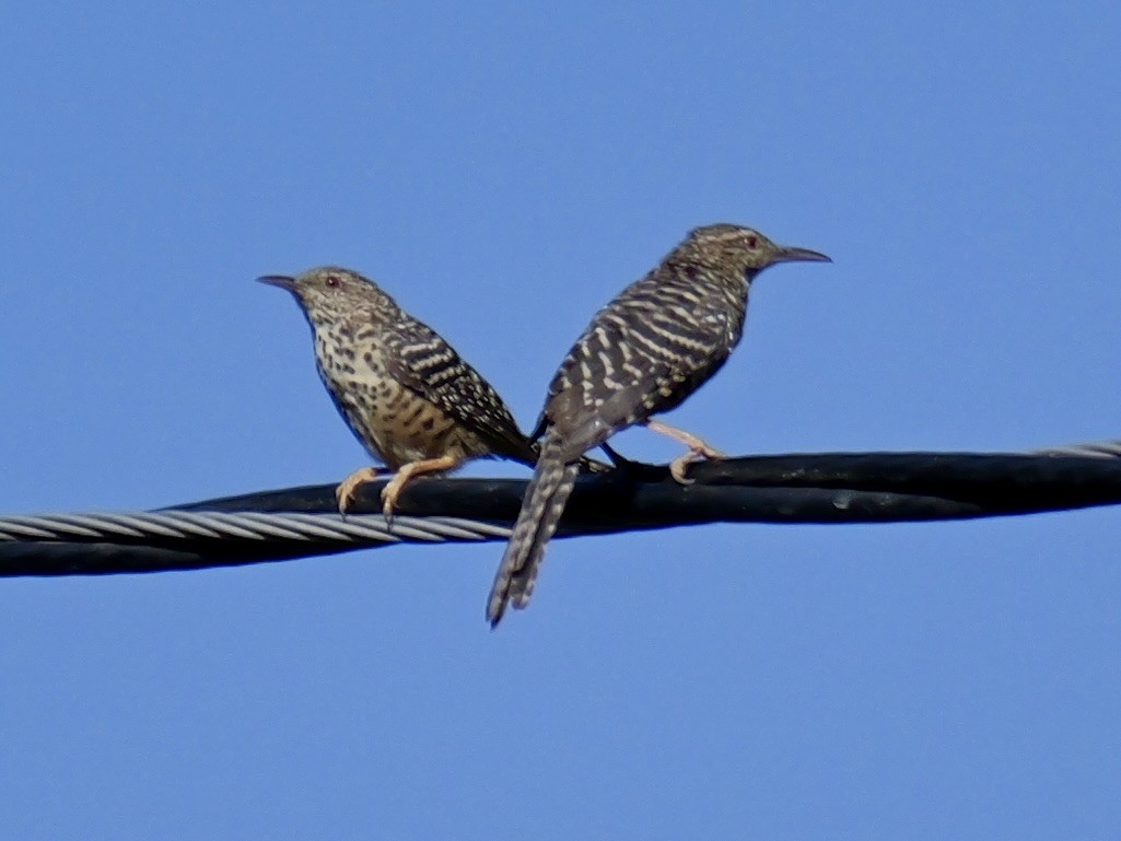 Band-backed Wren - ML624030415