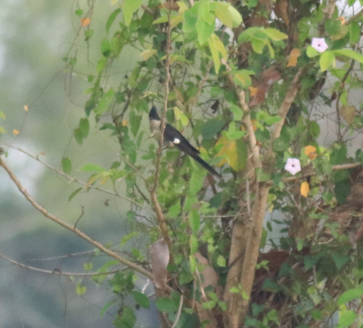 Pied Cuckoo - ML624030417