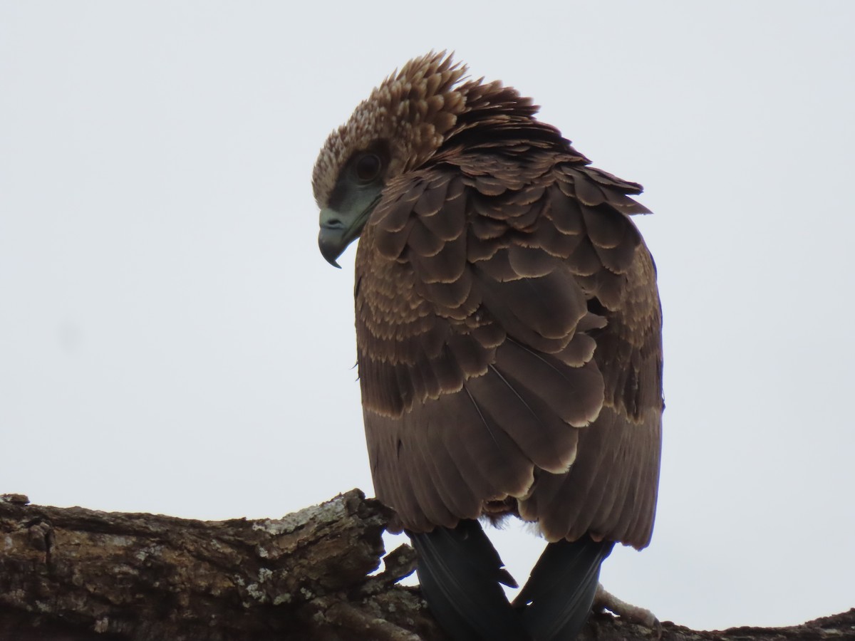 ダルマワシ - ML624030418