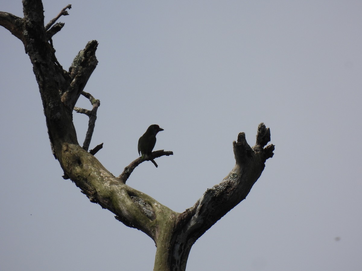 Malabar Barbet - ML624030420