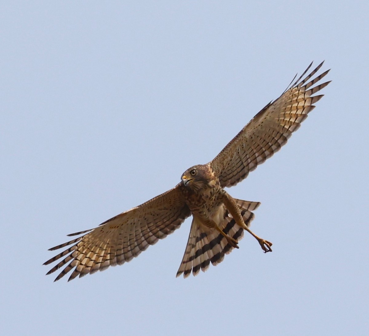 Roadside Hawk - ML624030422