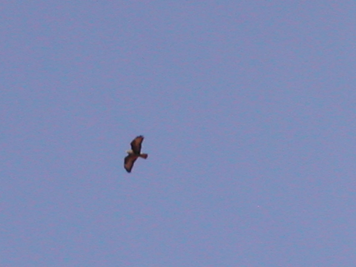 Common Buzzard - ML624030436