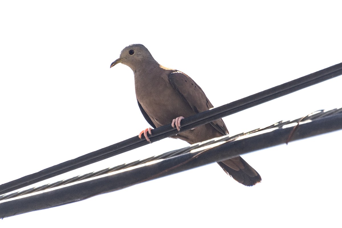 Ruddy Ground Dove - ML624030445