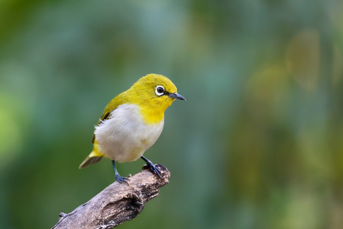 Indian White-eye - ML624030472