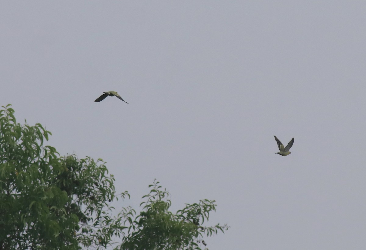 Yellow-footed Green-Pigeon - Afsar Nayakkan