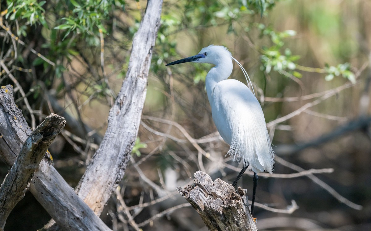 Little Egret - Serge Horellou