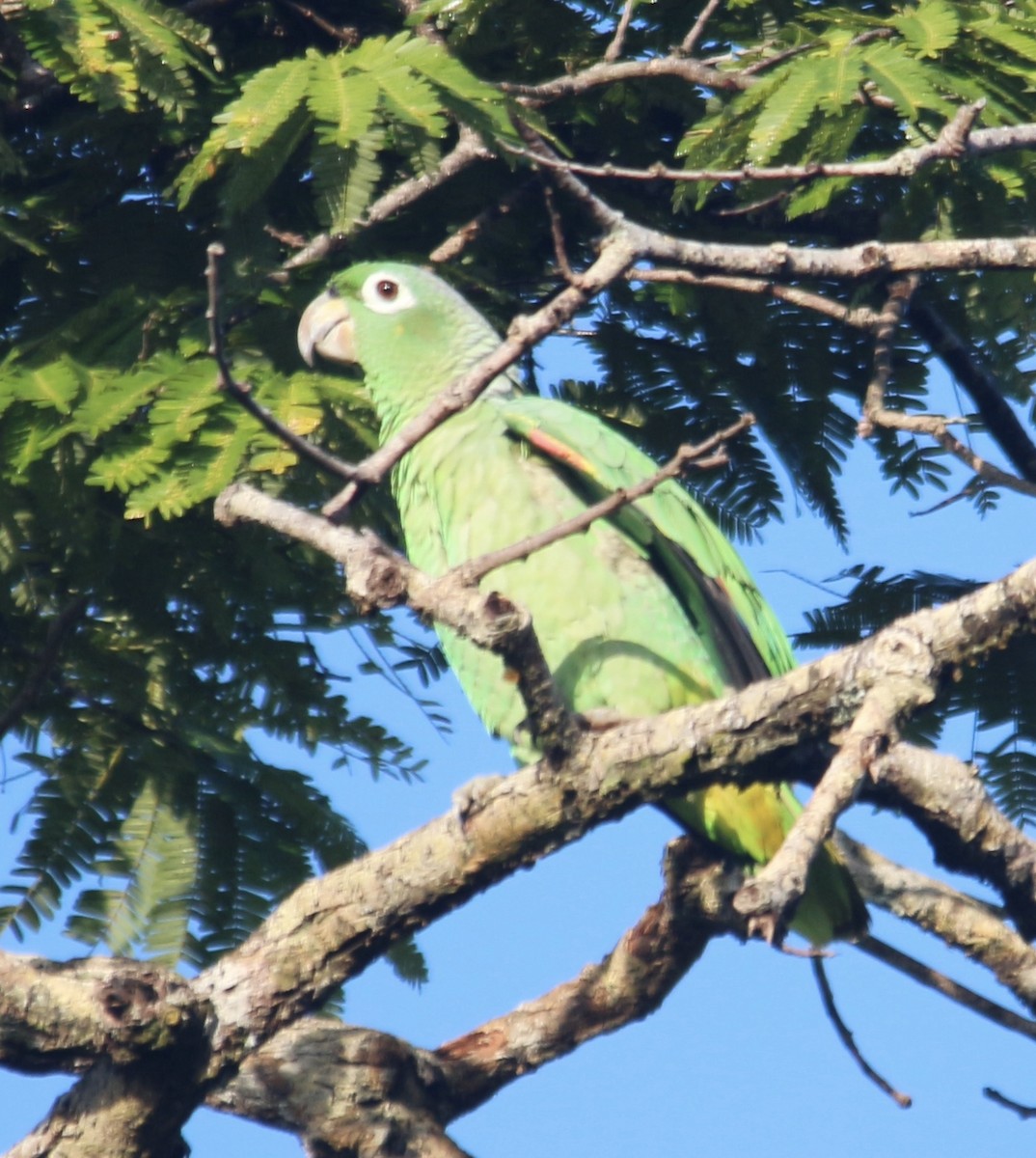 Mealy Parrot - Alex Boas