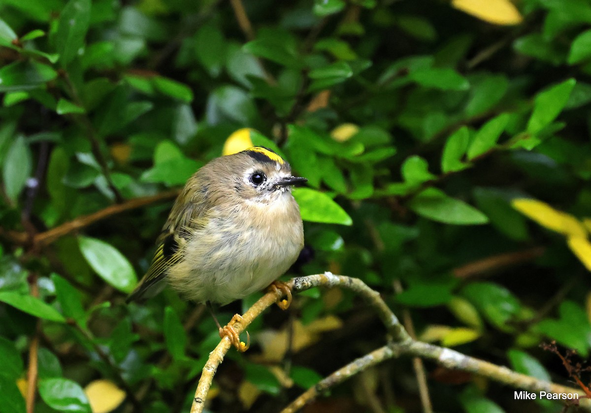 Goldcrest - Mike Pearson