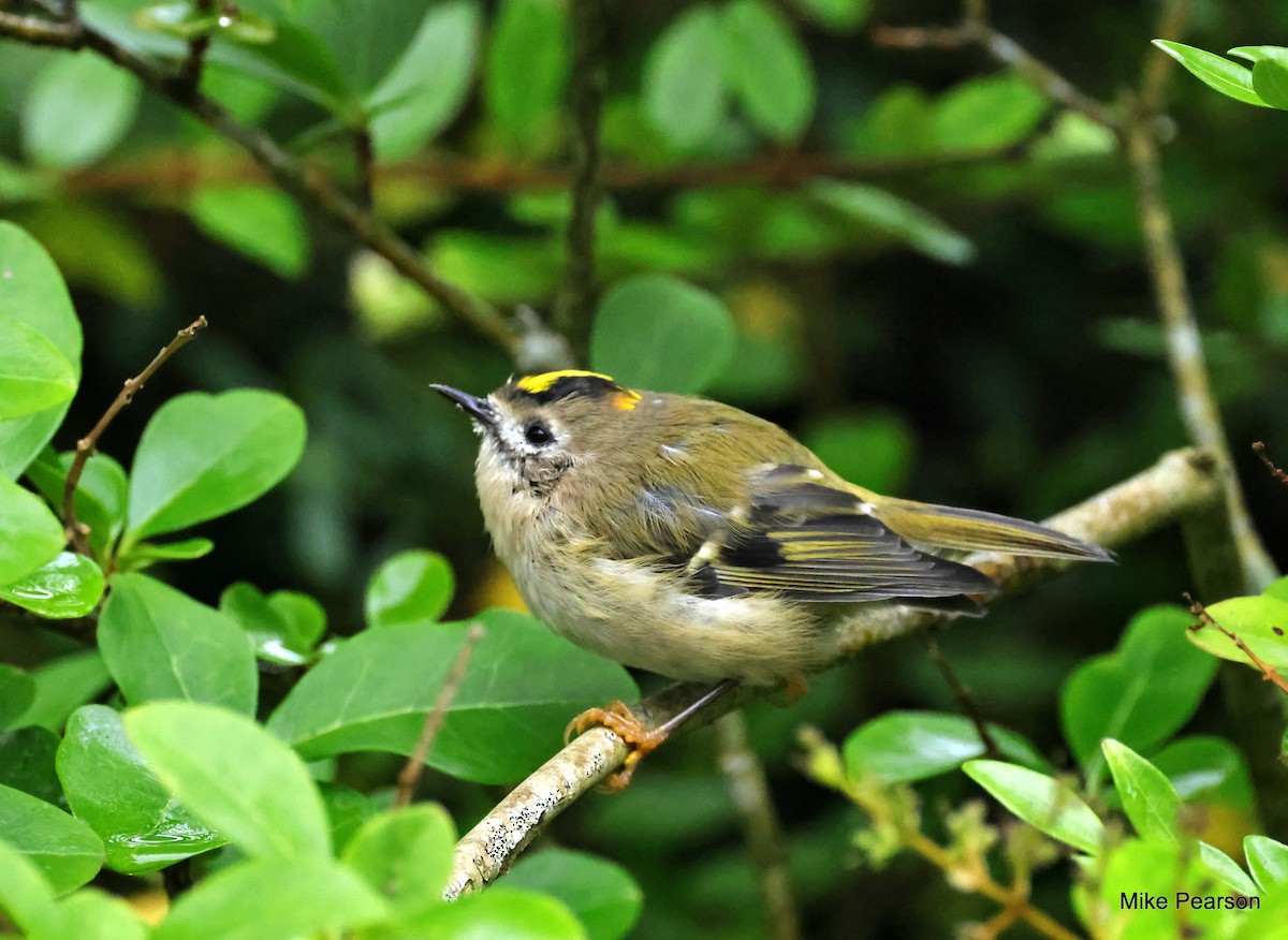 Goldcrest - Mike Pearson