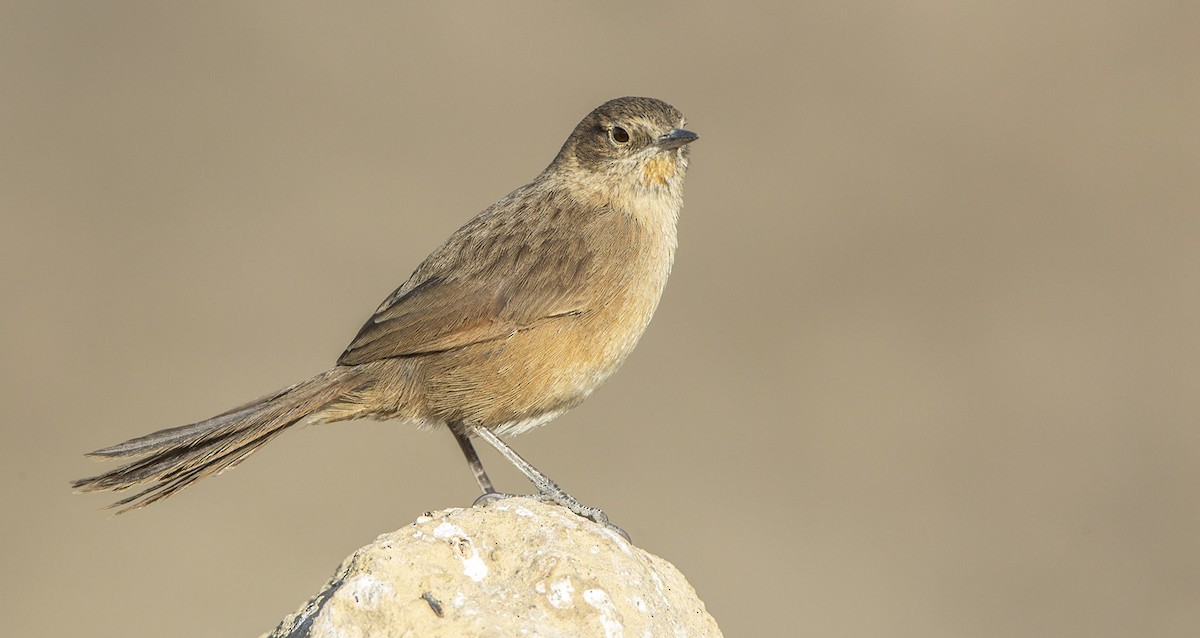 Streak-backed Canastero (Puna) - Pedro Allasi Condo - COAP - COLLAGUA BIRDER