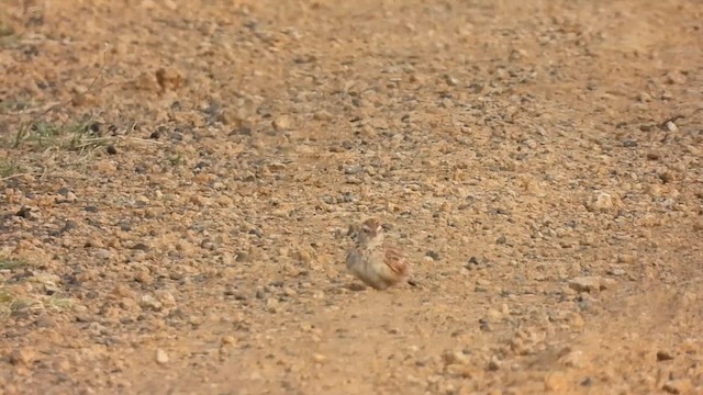 Indian Bushlark - ML624030537