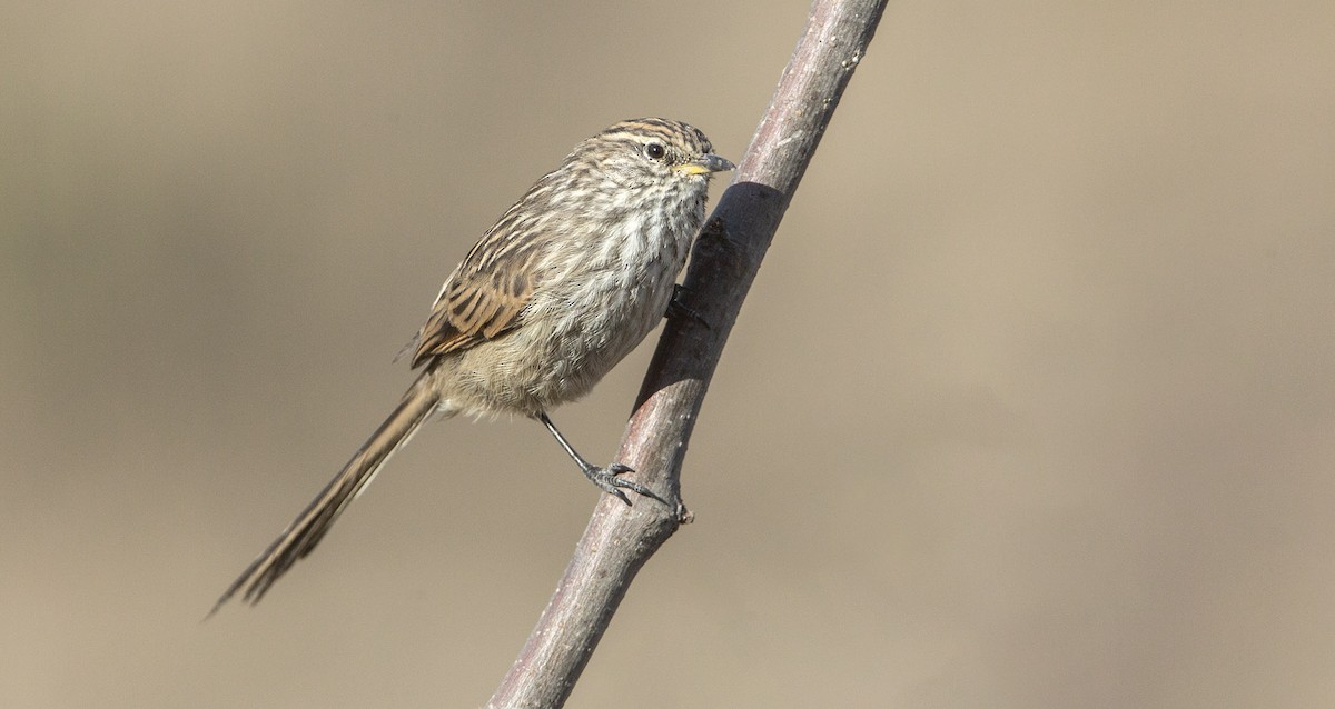 Streaked Tit-Spinetail - ML624030546