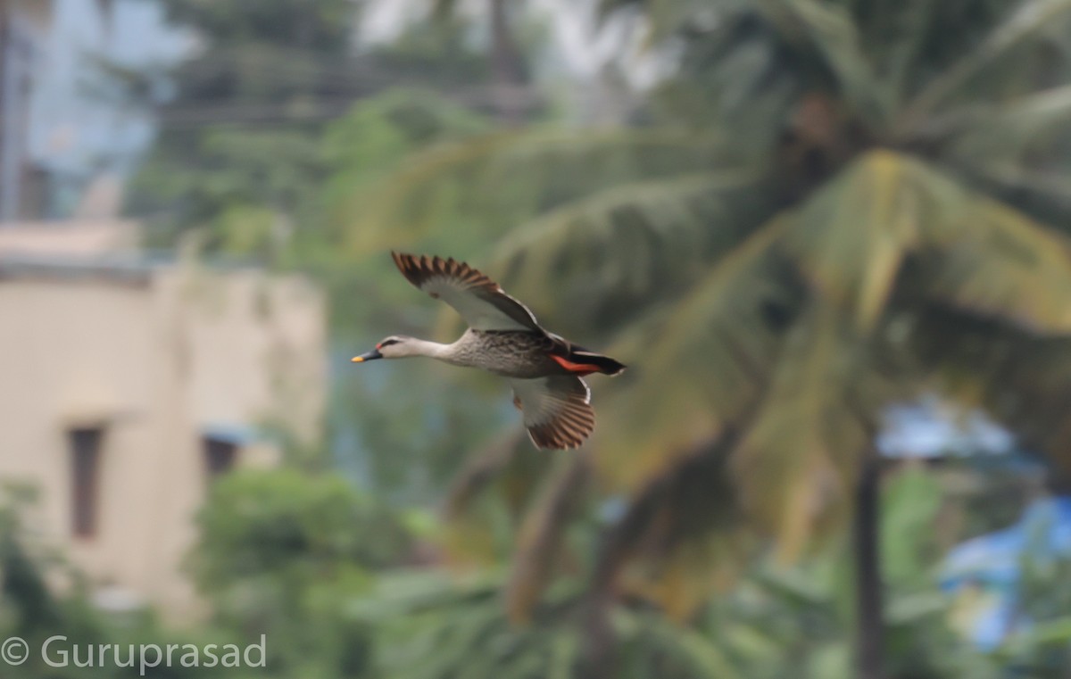 Indian Spot-billed Duck - ML624030548