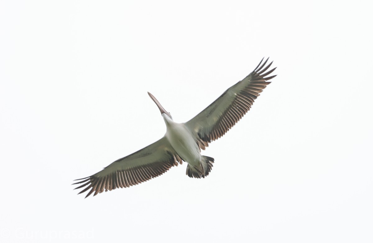 Spot-billed Pelican - ML624030563