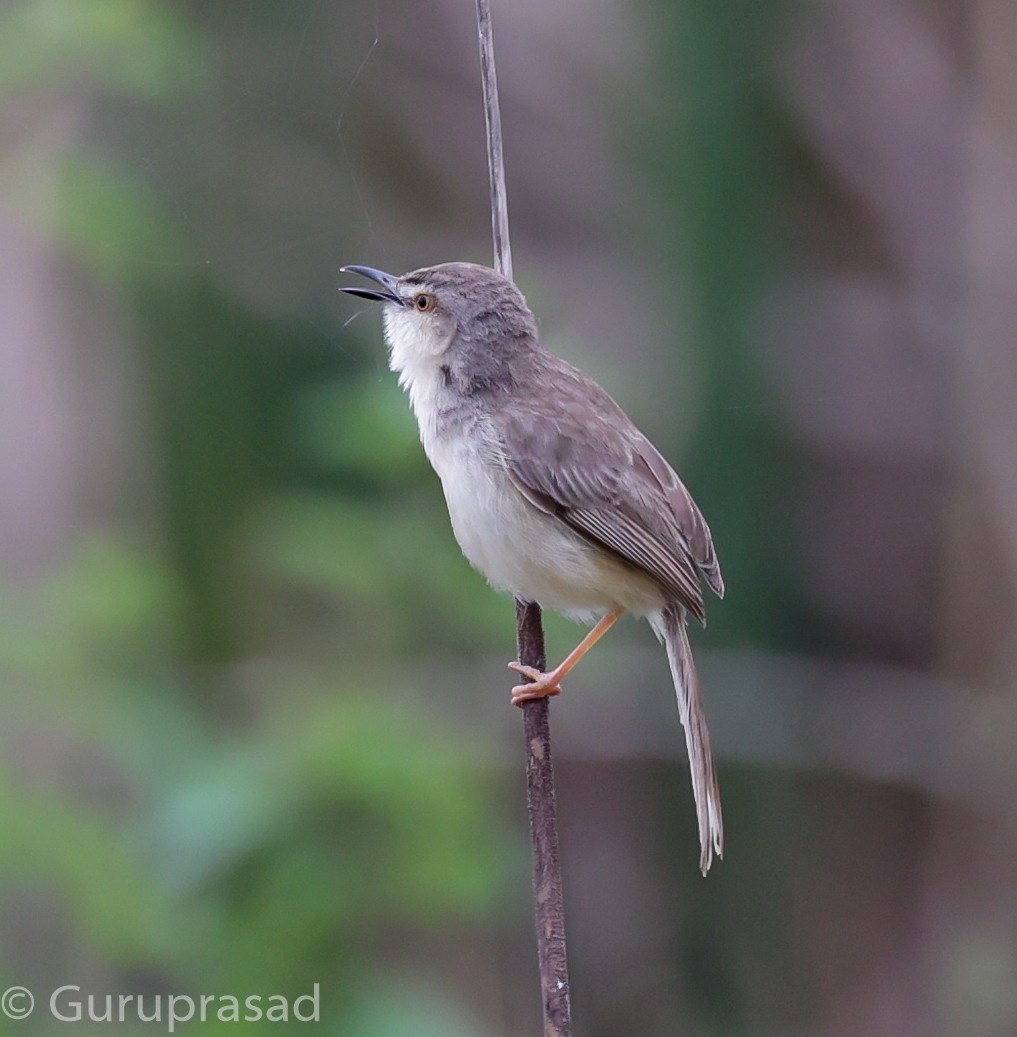 Plain Prinia - ML624030590