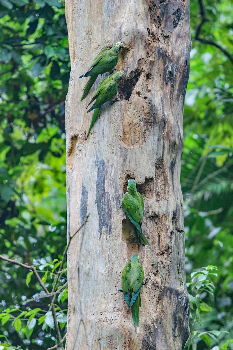 Red-bellied Macaw - ML624030594