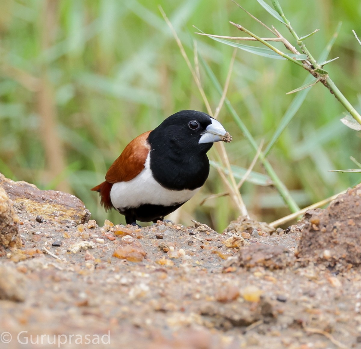 Tricolored Munia - ML624030601