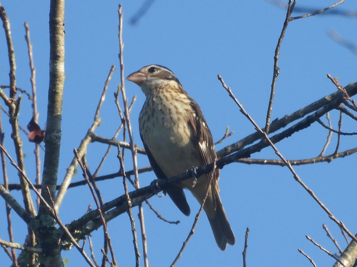 Rose-breasted Grosbeak - ML624030610